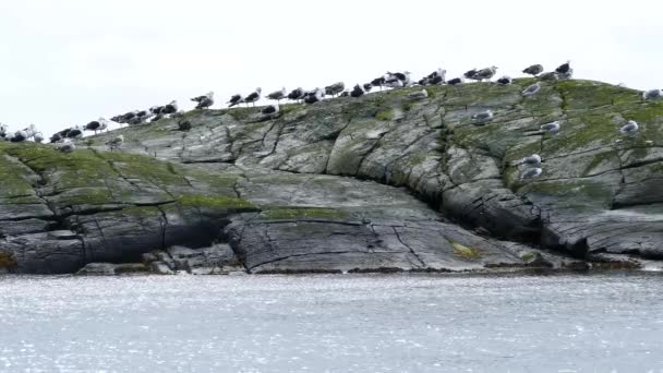 Grupo Gaviotas Una Roca Pueblo Noruega — Vídeos de Stock