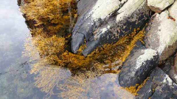 Irisches Moos Auf Einem Felsen Dorf Norwegen — Stockvideo