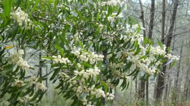 Portekiz 'deki Peneda-Geres Ulusal Parkı' ndaki Okaliptüs çiçeklerinin yakınında.
