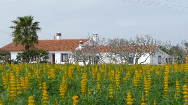 Campo Com Plantas Tremoço Amarelas Volta Cavaleiro Portugal — Vídeo de Stock