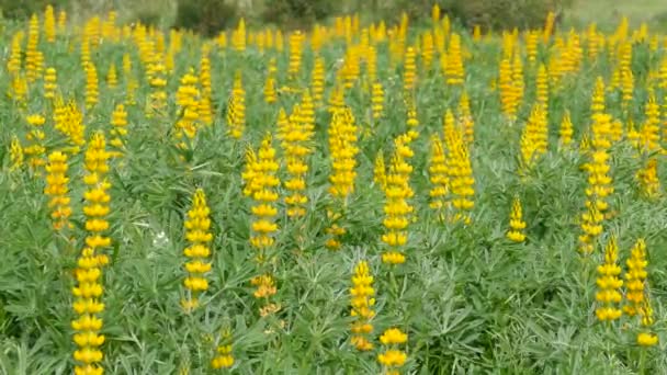 Field Yellow Lupine Plants Cavaleiro Portugal — Stock Video