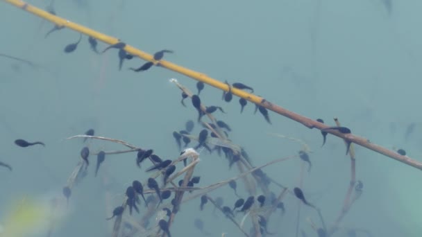 Tadpole Parque Natural Las Sierras Aire Candeeiros — Stock video