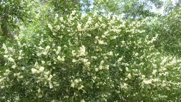 Fleurs Eucalyptus Dans Parc National Peneda Geres Portugal — Video