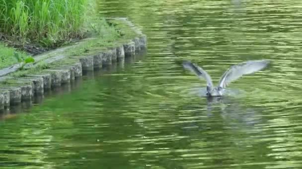 鸭子伸出手 把头埋在水里 — 图库视频影像