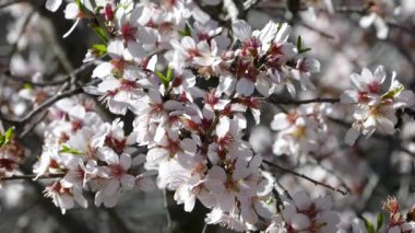 Serra d espad doğal parkında, yaprakta benekli ağaç kelebeği. İspanya.