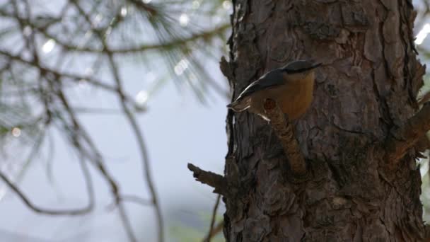 西班牙Sierras Cazorla Segura Las Villas自然公园的Nuthatch鸟 — 图库视频影像