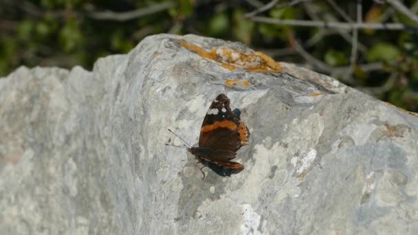 Foltos Pillangó Egy Levél Serra Espad Természetes Park Spanyolország — Stock videók