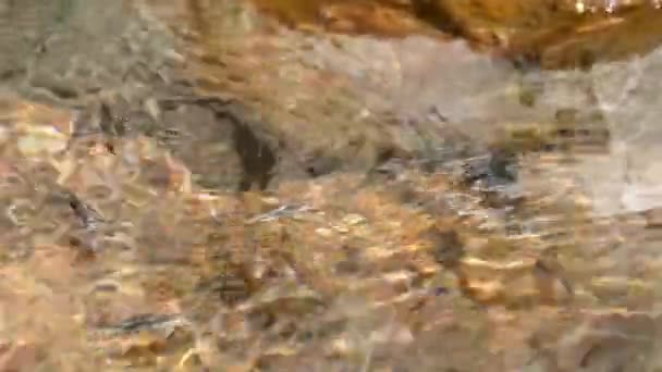 Барханний Лісовий Метелик Листочку Природному Парку Серра Еспед — стокове відео