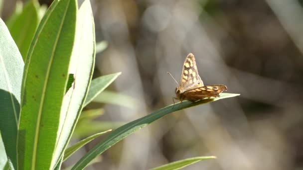 Gesprenkelter Schmetterling Auf Einem Blatt Naturpark Serra Espad Spanien — Stockvideo