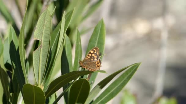 西班牙色拉 德埃斯帕自然公园的一片树叶上点缀着的木制蝴蝶 — 图库视频影像