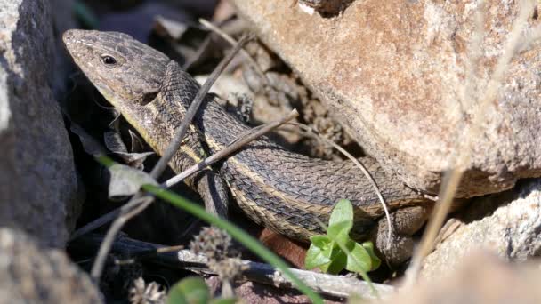 Paysage Naturel Serra Espad Parc Naturel Espagne — Video