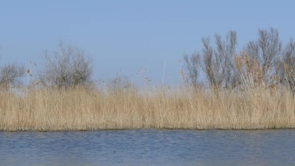 Озеро Parc Natural Del Delta Ebre Spain — стоковое видео