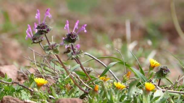 Flowers Sierra Calderona Natural Park Spain — Stock Video