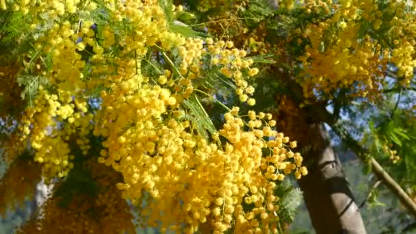 Paesaggio Naturale Serra Espad Parco Naturale Spagna — Video Stock