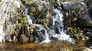 Serra d Epad doğal parkındaki meyve ağaçlarının terasından yukarı doğru eğil İspanya