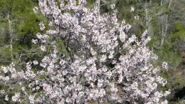 Яблуня Природному Парку Серра Еспед Іспанія — стокове відео