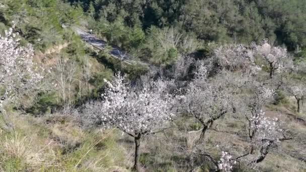 Incline Terraço Das Árvores Frutíferas Parque Natural Serra Espad Espanha — Vídeo de Stock
