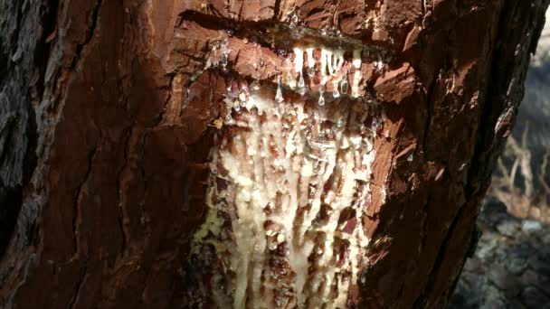 Ein Gummibaum Sierra Nevada Nationalpark Spanien — Stockvideo