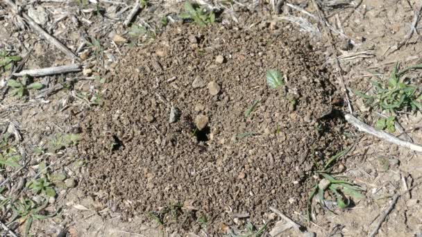 Anthill Sierras Tejeda Natuurpark Almijara Alhama Spanje — Stockvideo