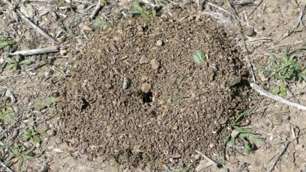 西班牙Sierras Tejeda Almijara Alhama自然公园的蚁丘 — 图库视频影像