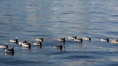 İsveç 'te Kanada Kazları