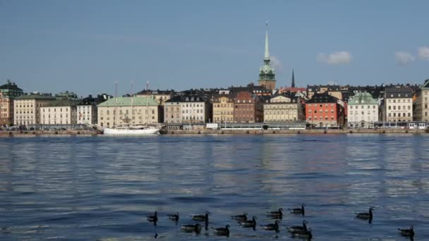 Sveç Arka Planında Gamla Stan Kanada Kazları Var — Stok video