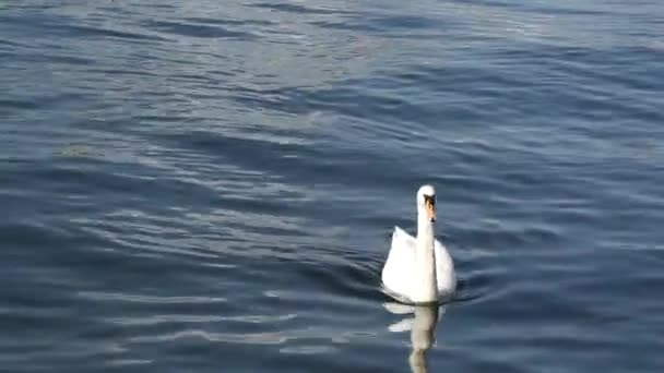 Swan Family Stockholm Sweden — Stock Video