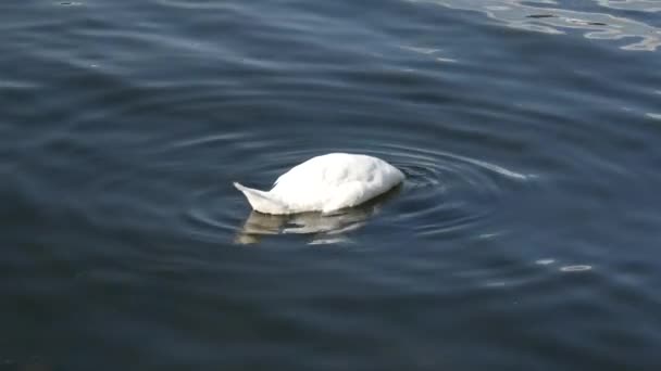 Cisne Comendo Engarrafamento Lago Estocolmo Suécia — Vídeo de Stock