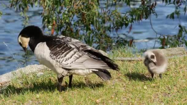 Canada Geese Young Stockholm Sweden — Stock Video