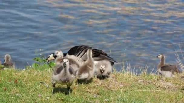 Canada Geese Protect Her Young Stockholm Sweden — Stock Video