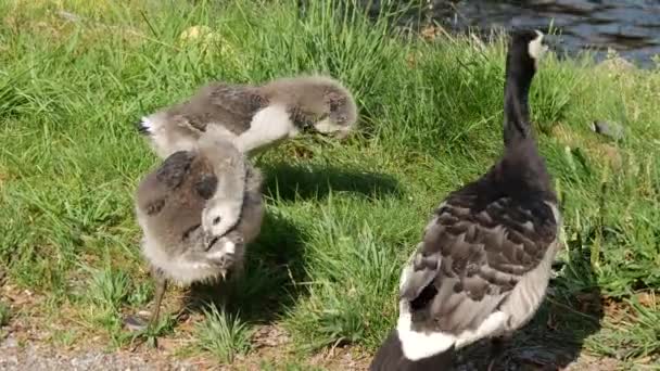 カナダガチョウと彼女の若いですでストックホルムスウェーデン — ストック動画