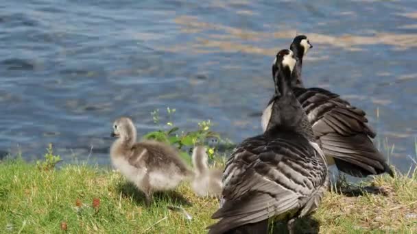Canada Geese Her Young Stockholm Sweden — Stock Video
