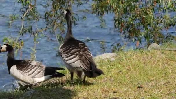 Gansos Canadá Entrando Agua Con Sus Crías Estocolmo Suecia — Vídeo de stock