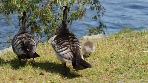 Canada Geese Her Young Stockholm Sweden — Stock Video