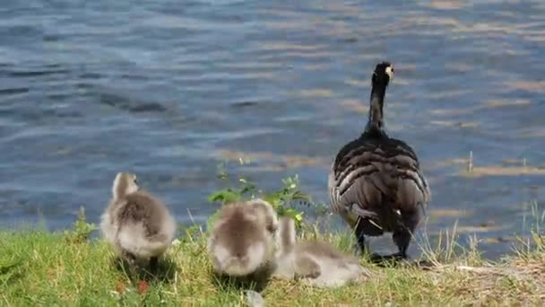 Jeunes Bernaches Canada Suivant Leur Mère Dans Eau Stockholm Suède — Video