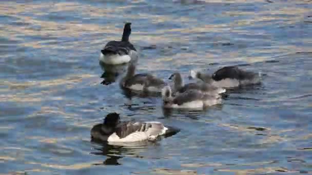 Family Canada Geese Young Water Stockholm Sweden — Stock Video