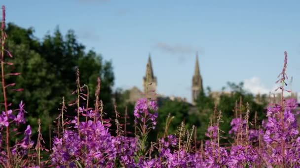 Focus Pull Flowers Holyrood Park Buildings Edinburgh Écosse — Video