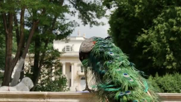 Peacock Před Palácem Vodě Varšavě Polsko — Stock video