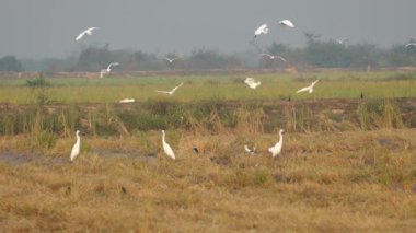 Bir grup balıkçıl Kamboçya 'nın kırsalında uçuyor.