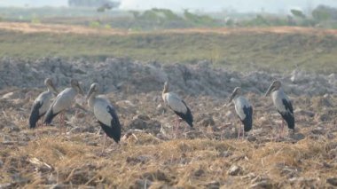 Kamboçya 'nın tarım arazisinde duran bir grup Asyalı leylek