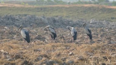 Kamboçya 'daki çiftlik arazisinde duran dört Asya açılış gagalı leyleğini kapatın.