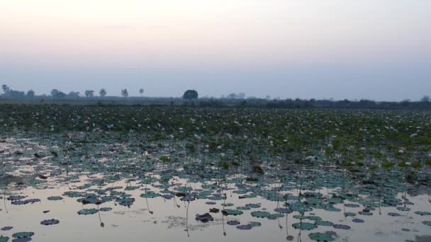 Lotos Kwiat Jeziora Podczas Wschodu Słońca Kambodży — Wideo stockowe