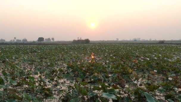 Цветочное Озеро Лотос Время Восхода Солнца Камбодии — стоковое видео