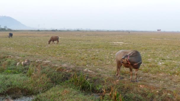 Búfalos Agua Por Mañana Campo Camboya — Vídeos de Stock