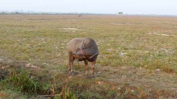 Water Buffalo Morning Countryside Cambodia — Stock Video