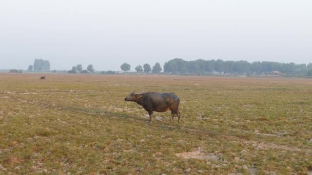 Wasserbüffel Schauen Sich Morgens Kambodscha — Stockvideo
