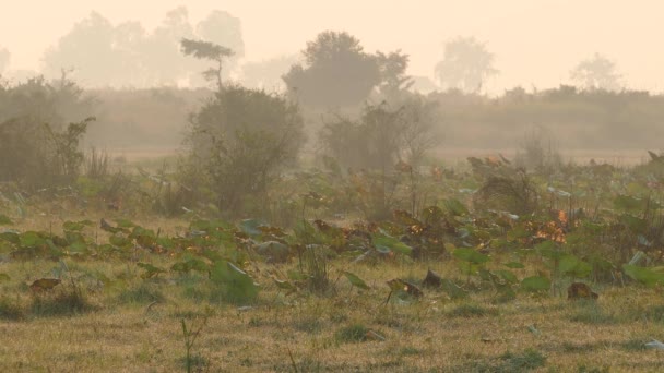 Aves Manhã Enevoada Campo Camboja — Vídeo de Stock