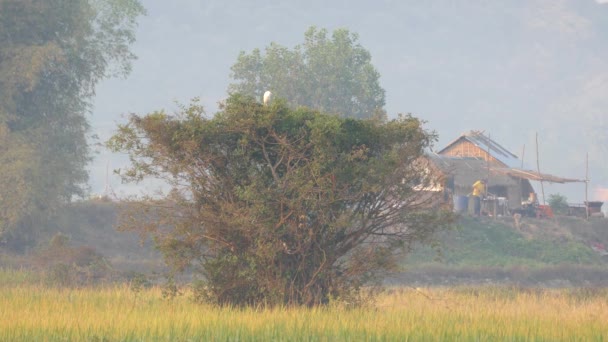 Misty Πρωί Στην Ύπαιθρο Της Καμπότζης — Αρχείο Βίντεο