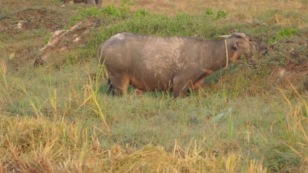 Wasserbüffel Morgen Auf Dem Land Kambodscha — Stockvideo