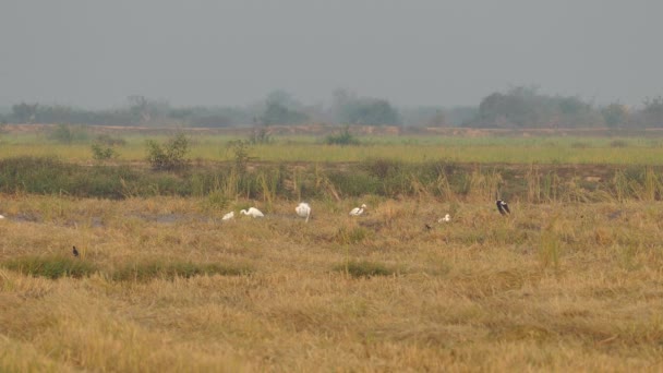 Groep Van Zilverreigers Het Platteland Van Cambodja — Stockvideo